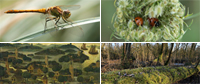 Compilatie diverse fotografen. Copyright via Biesbosch.nu