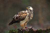 Buizerd op prooi. Copyright: JohnvandenHeuvel/www.stockburo.nl