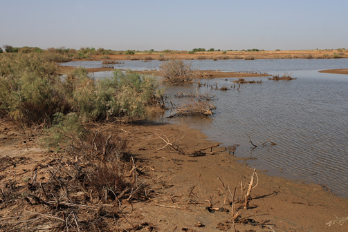 Djoudj, de delta van de Senegal rivier. Copyright Jacques van der Neut.