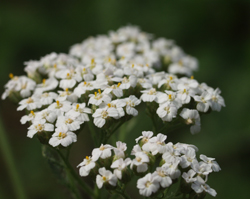 Duizendblad. Copyright Henk van de Graaf