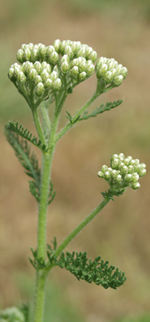 Duizendblad. Copyright Henk van de Graaf