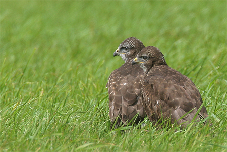 Juveniele buizerds. Copyright Alfons van Bokhorst.