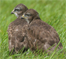 Juveniele buizerds. Copyright Alfons van Bokhorst.