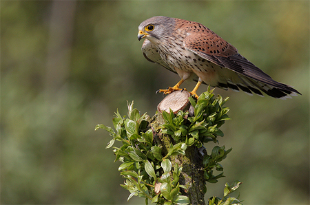 Torenvalk. Copyright Alfons van Bokhorst.