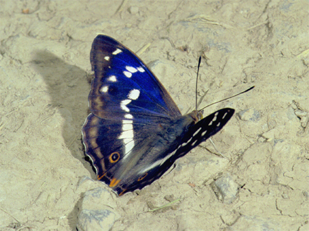 Grote weerschijnvlinder. Foto Ab H. Baas (Copyrights De Vlinderstichting).