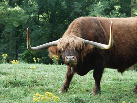 Schotse hooglander. Copyright HenkvandeGraaf/www.stockburo.nl