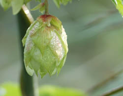 Hop. Copyright HenkvandeGraaf/www.stockburo.nl