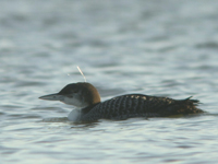 IJsduiker. Copyright Jorit Vlot.