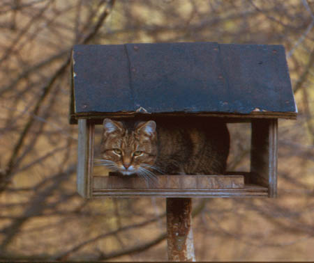 Kat in vogelhuisje  DaanBruysters/www.stockburo.nl