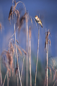 Kleine karrekiet in het riet. Copyright:JohnvandenHeuvel/www.stockburo.nl