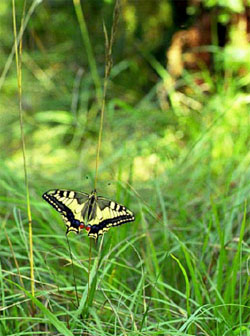 Foto Ab H. Baas (Copyrights De Vlinderstichting).