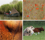 Compilatie diverse fotografen. Copyrights via Biesbosch.nu