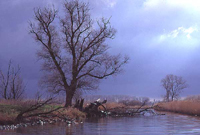 Dreigende lucht boven de Mariapolder, Sliedrechtse Biesbosch. Copyright JohnvandenHeuvel/www.stockburo.nl