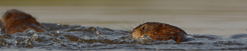 Zwemmende Muskusratten. Copyright: Otto J. Heijst