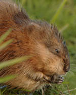 Muskusrat. Copyright Otto J. Heijst