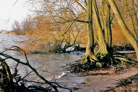 Uitgespoelde wortels aan de Nieuwe Merwede. Copyright C. van der Esch