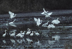 Zilverreigers, Biesbosch. Copyright Jacques van der Neut.