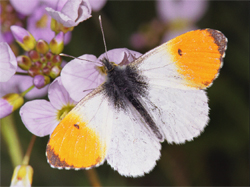 Oranjetip. Foto Ab H. Baas (Copyrights De Vlinderstichting).