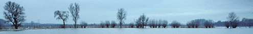 Biesbosch. Copyright Jacques van der Neut