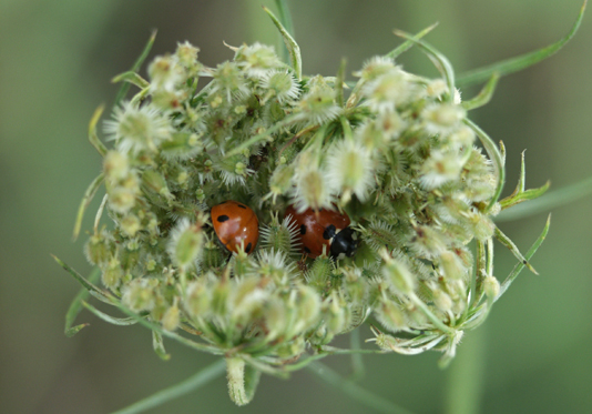 Lieveheersbeestjes in Wilde peen. Copyright Henk van de Graaf.