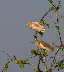 Ralreiger. Copyright Jacques van der Neut.