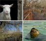 Diverse fotografen. Info www.biesbosch.nu