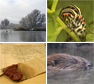 Compilatie diverse fotografen. Copyrights via Biesbosch.nu 