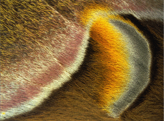 Vleugeldetail van de nachtvlinder Samia Cynthia. Foto Ab H. Baas (Copyrights De Vlinderstichting).