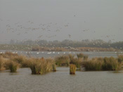 Waterwild in de Beneden Spieringpolder