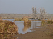 December, Beneden Spieringpolder, de winter leeft zich uit in aardetinten.