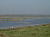Novermber, Boven Spieringpolder, grote groepen watervogels verblijven in deze voormalige landbouwpolder 