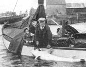 De steur van 26 juni 1952 gevangen door oude 'Rotterdamse' vissers die het vissen niet konden laten. De vis werd gevangen vanuit de naast de zalmdrijver gelegen houten Hollandse roeiboot. Copyright Historische vereniging Hardinxveld