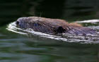 Bever. Copyright: Familie Peeters.