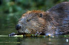 Bever. Copyright: Familie Peeters.