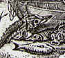 Fragment uit prent uit 'Out Hollant' van Jacobus van Oudenhoven 1654, Gekulkte steur en elft