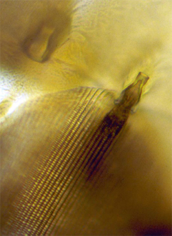 Grote parelmoervlinder. Bevestiging schub in vleugelvlies. Foto Ab H. Baas (copyrights De Vlinderstichting).