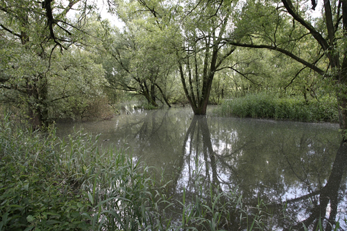 Wilgenvloedbos Noordwaard. Copyright Jacques van der Neut.