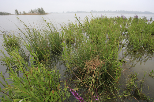 Nest Witvleugelstern op Kort en lang Ambacht. Copyright Jacques van der Neut.