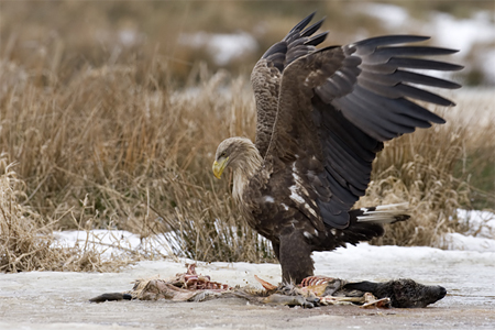 Zeearend. Copyright Alfons van Bokhorst