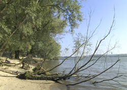 Oevers zo idyllische dat ik de wilgen in palmen veranderden en mezelf aan een tropisch strand aan de Stille Zuidzee droomde. Copyright HenkvandeGraaf/www.stockburo.nl