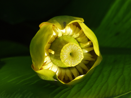 Gele Plomp. Copyright: HenkvandeGraaf/www.stockburo.nl